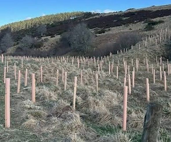 Trees planted on Hewitson farmland
